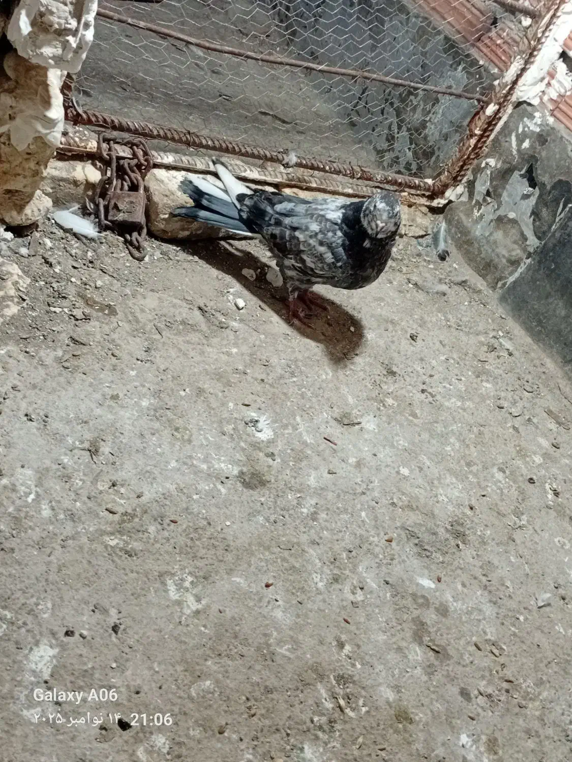 دوتا کفتر پرشی یه جوجه نر یه نر جوانه|پرنده|گرگان, |دیوار