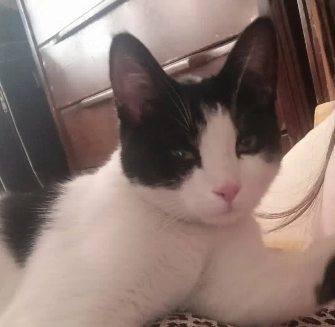 بچه گربه ی سالم|گربه|سنندج, |دیوار