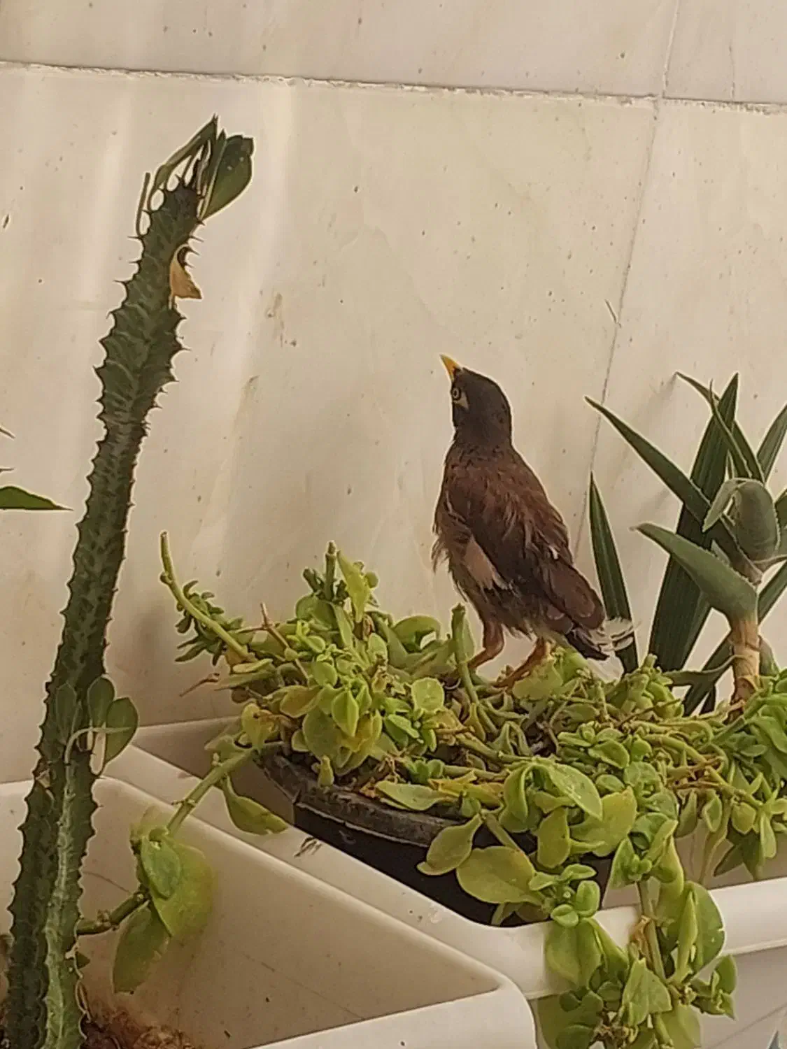 جوجه مینا بسیار باهوش (نرپاکستانی)|پرنده|شیراز, کوشک میدان|دیوار