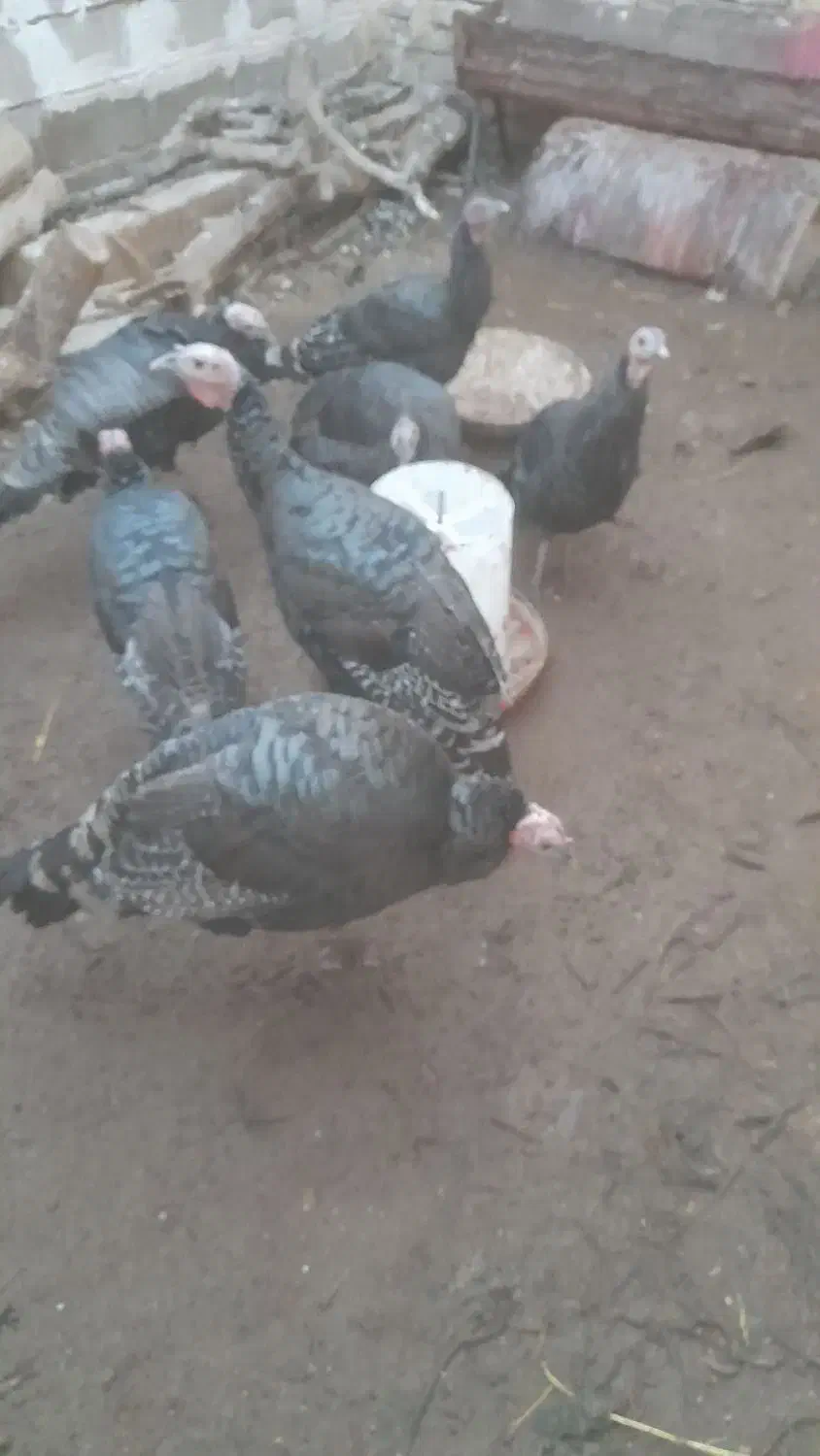 بوقلمون ۴ماهه فروشی|حیوانات مزرعه|سلامی, |دیوار