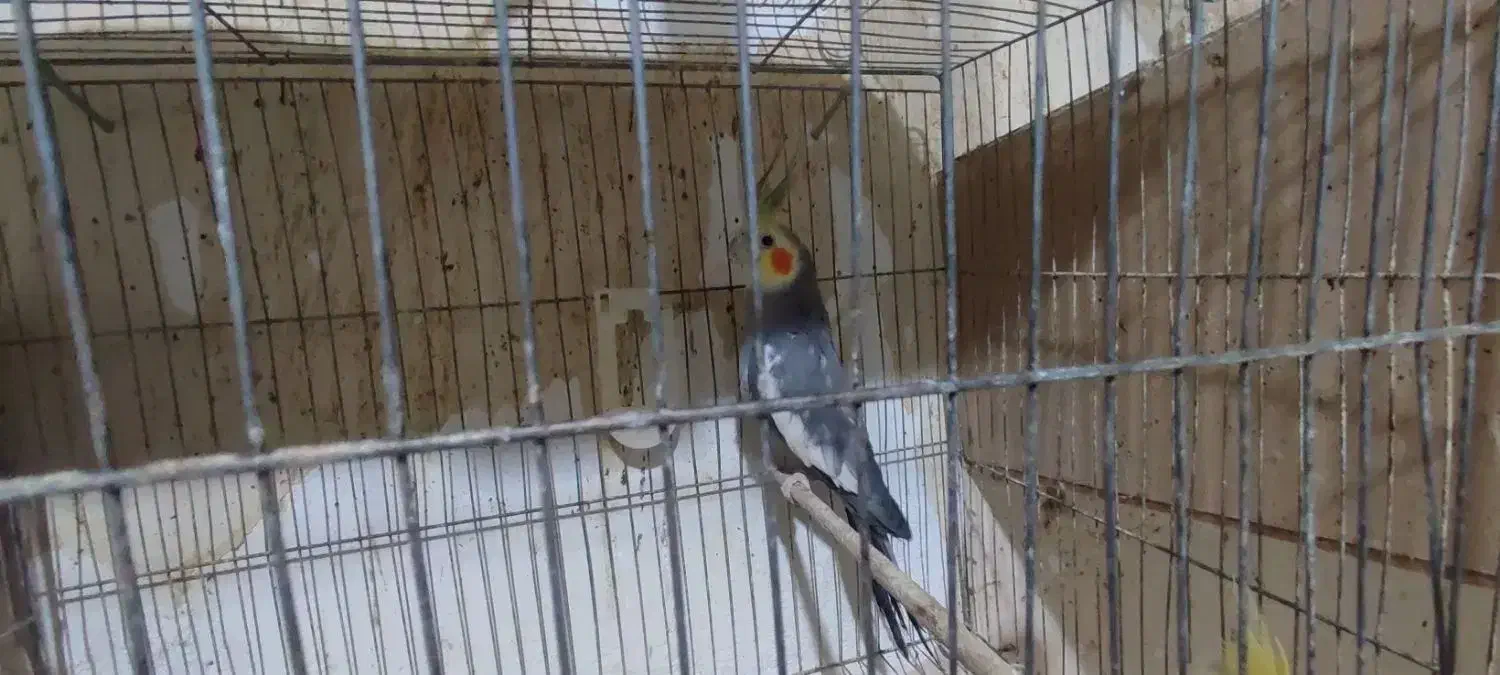 عروس هلندی|پرنده|گرگان, |دیوار