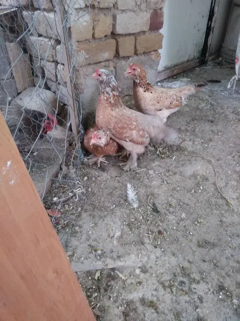 تخم مرغ نطفه دار|حیوانات مزرعه|تهران, دهم فروردین|دیوار