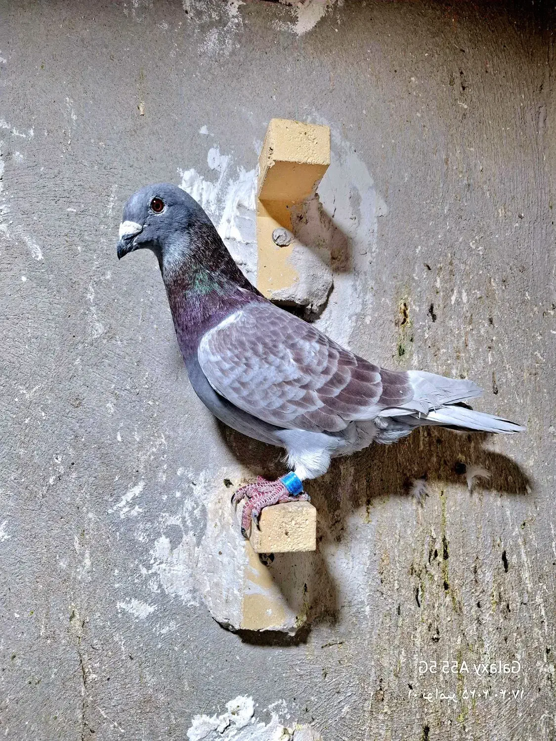 کفتر پلاکی شهری|پرنده|شیراز, کوشک میدان|دیوار