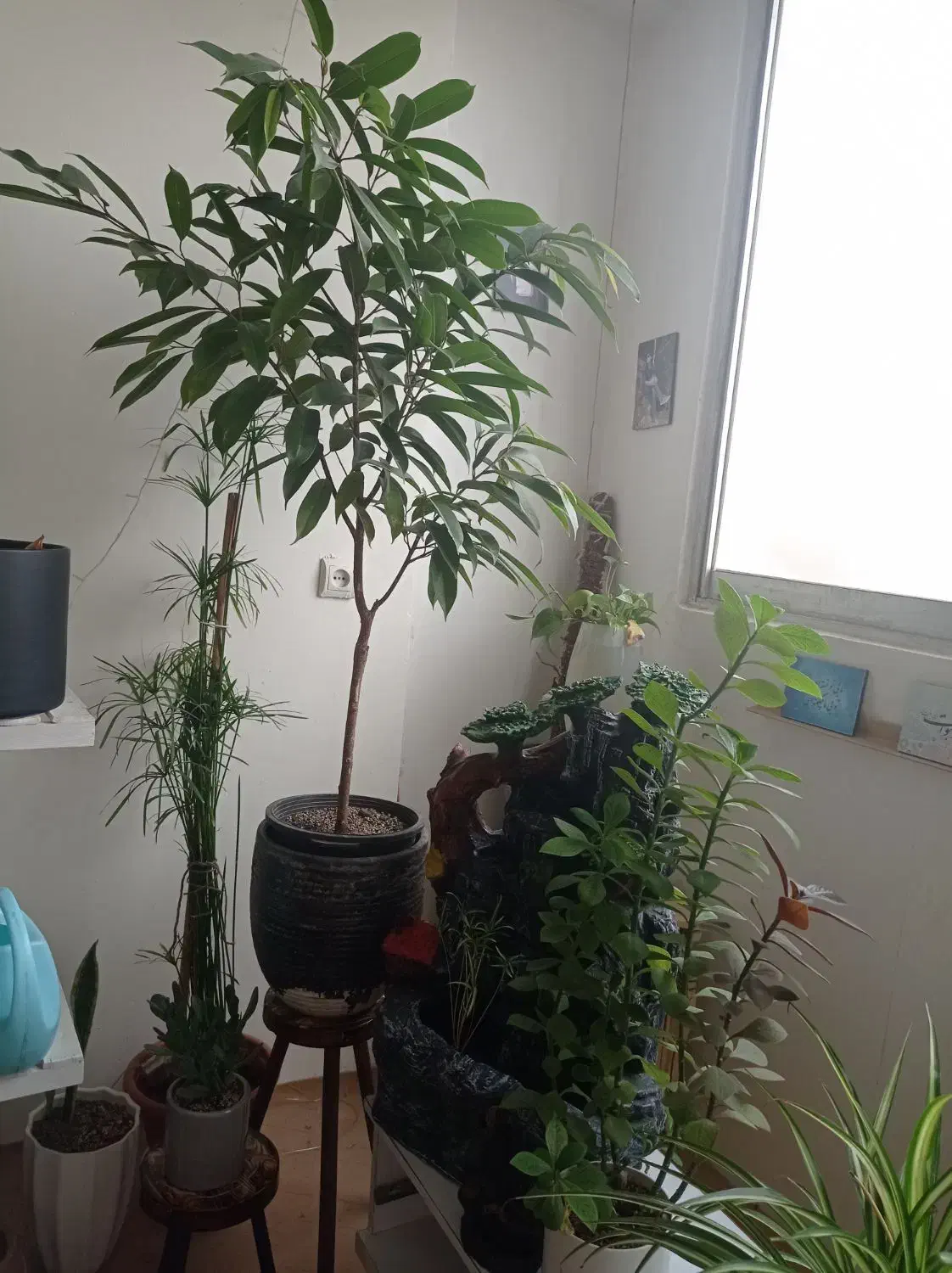 گل های آپارتمانی|گل و گیاه طبیعی|مشهد, یوسفیه (شهرک غرب)|دیوار