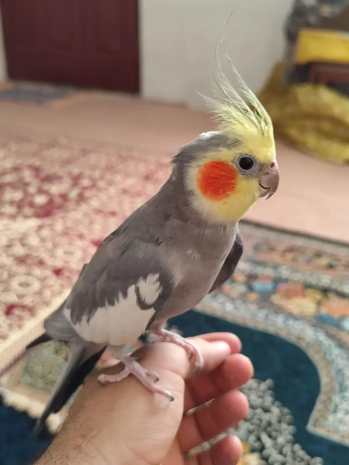 عروس هلندی نر|پرنده|زنجان, |دیوار