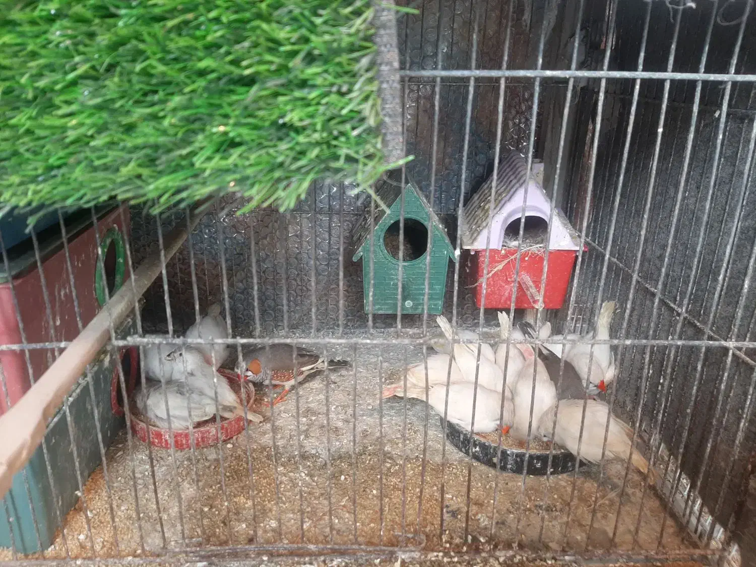 فنج|پرنده|اردبیل, |دیوار