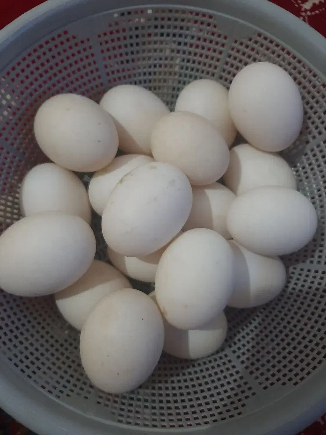 تخم اردک|حیوانات مزرعه|گالیکش, |دیوار