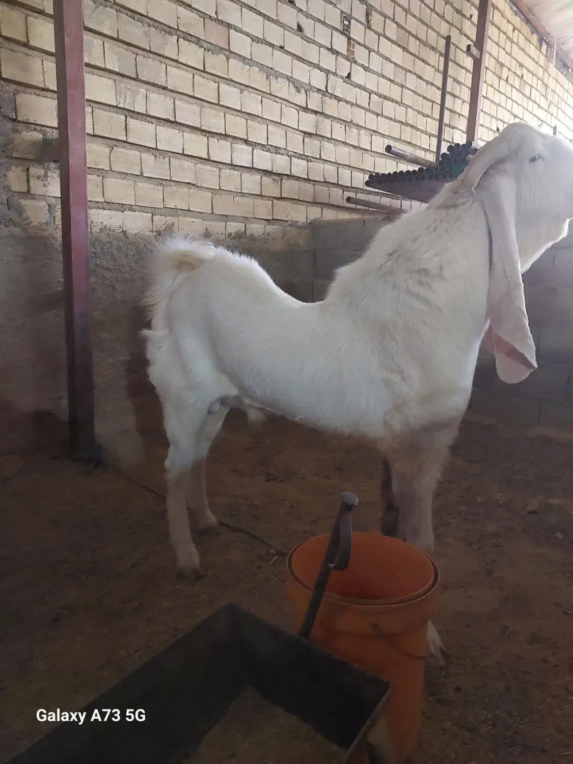 بز گلابی وارداتی|حیوانات مزرعه|فشاپویه, |دیوار