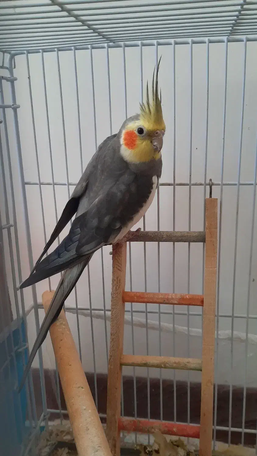 فروش عروس هلندی جفت، رام|پرنده|ساری, |دیوار