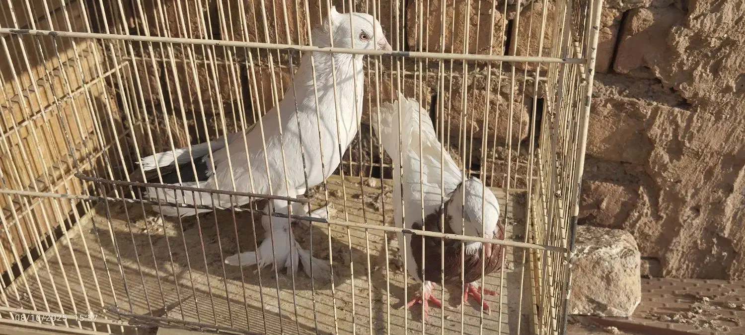 کبوتر|پرنده|قم, آزادگان|دیوار