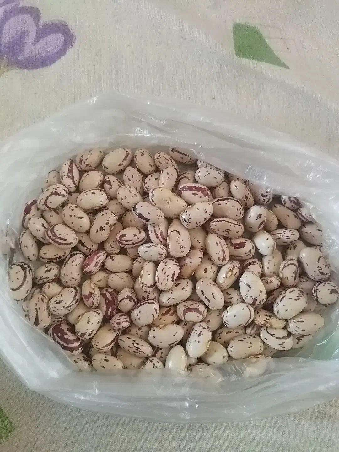 لوبیا چیتی درجه یک|خوردنی و آشامیدنی|کیاسر, |دیوار