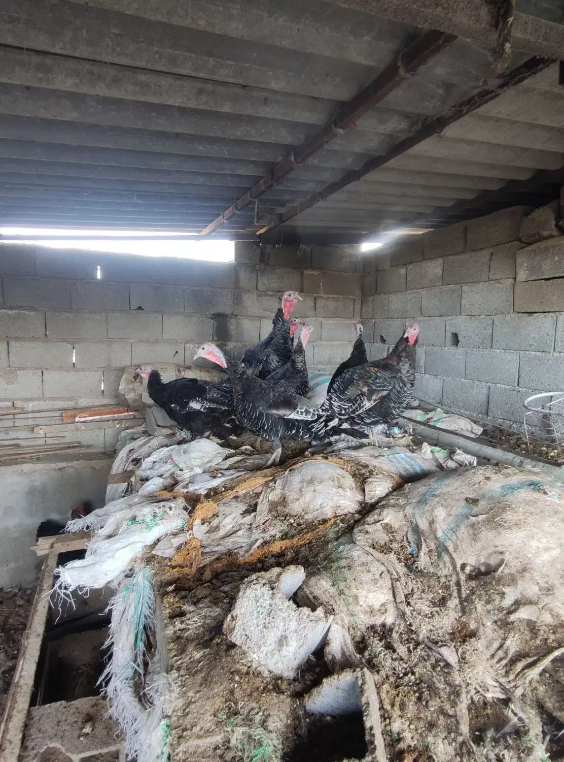 فروش بوقلمون محلی|حیوانات مزرعه|زرگرشهر, |دیوار