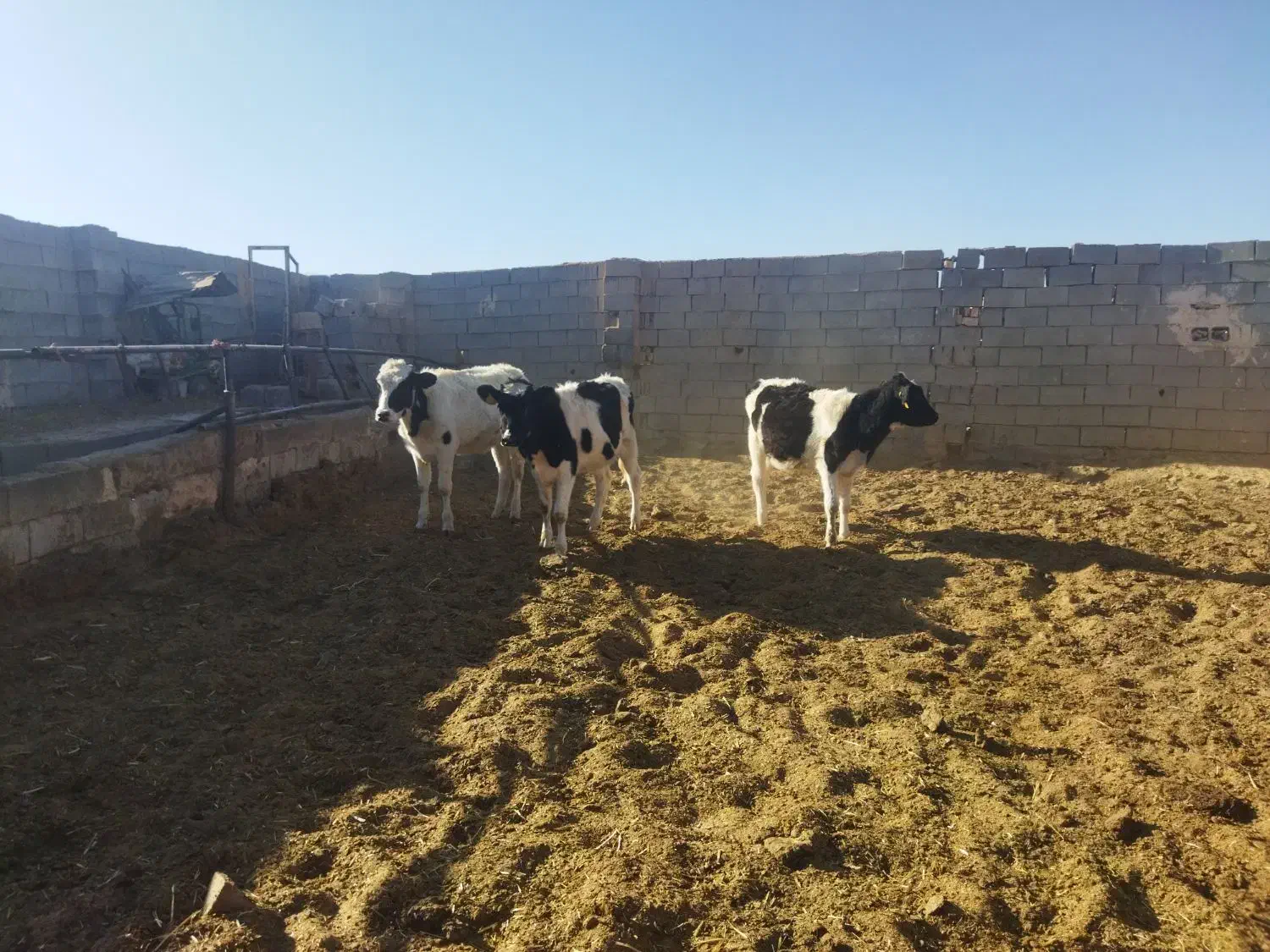 گوساله ماده|حیوانات مزرعه|برخوار, |دیوار