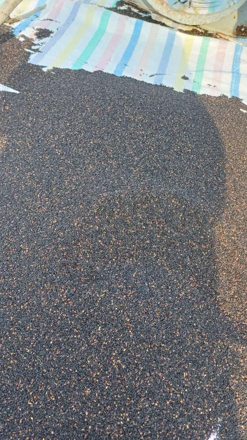 کنجد درجه یک خداآفرین ، عالی|خوردنی و آشامیدنی|خدا آفرین, |دیوار