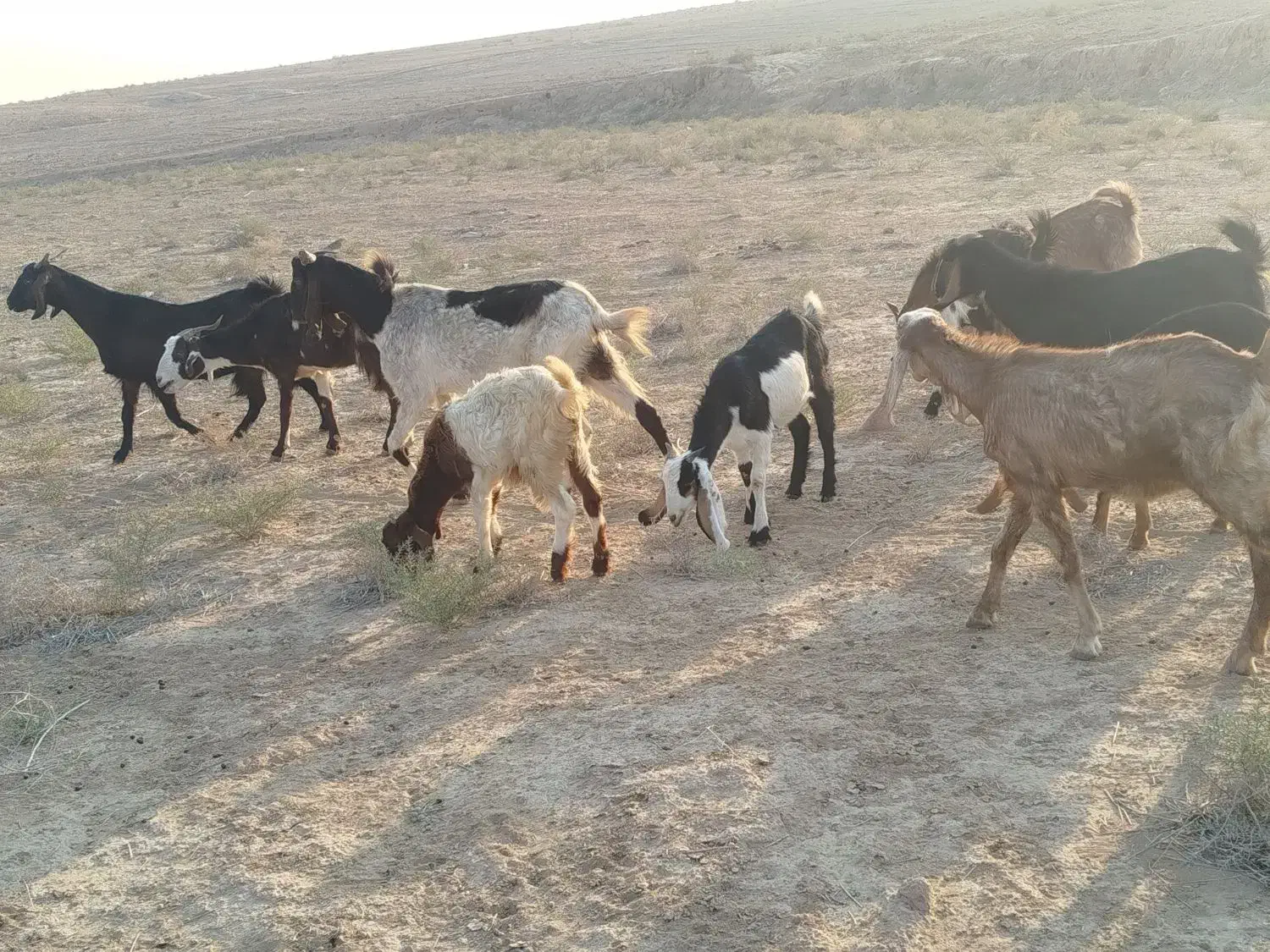 بز وبزغاله ملاثانی|حیوانات مزرعه|باوی, |دیوار