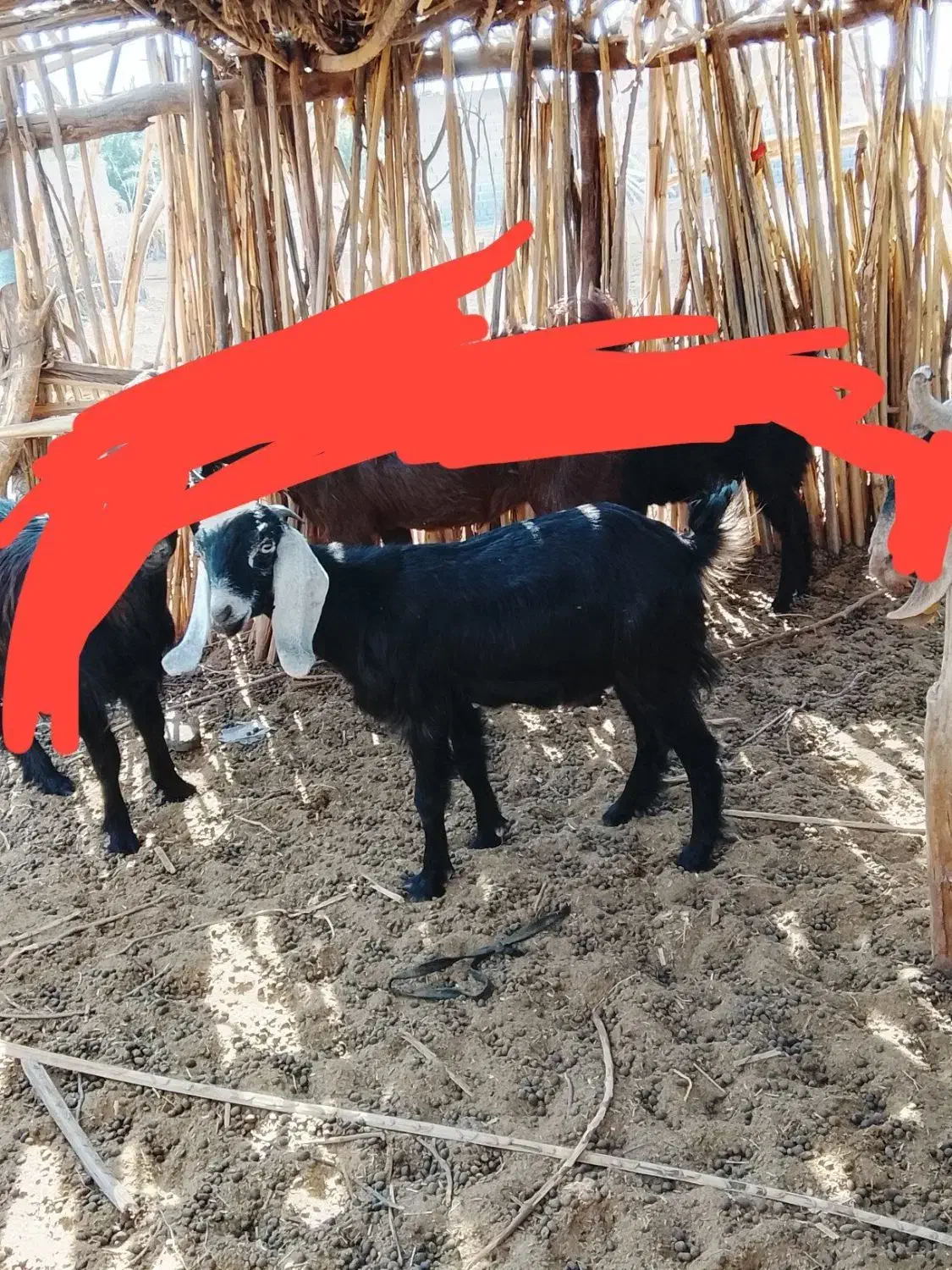 دوتاگوسفند در دلگان|حیوانات مزرعه|ایرانشهر, |دیوار