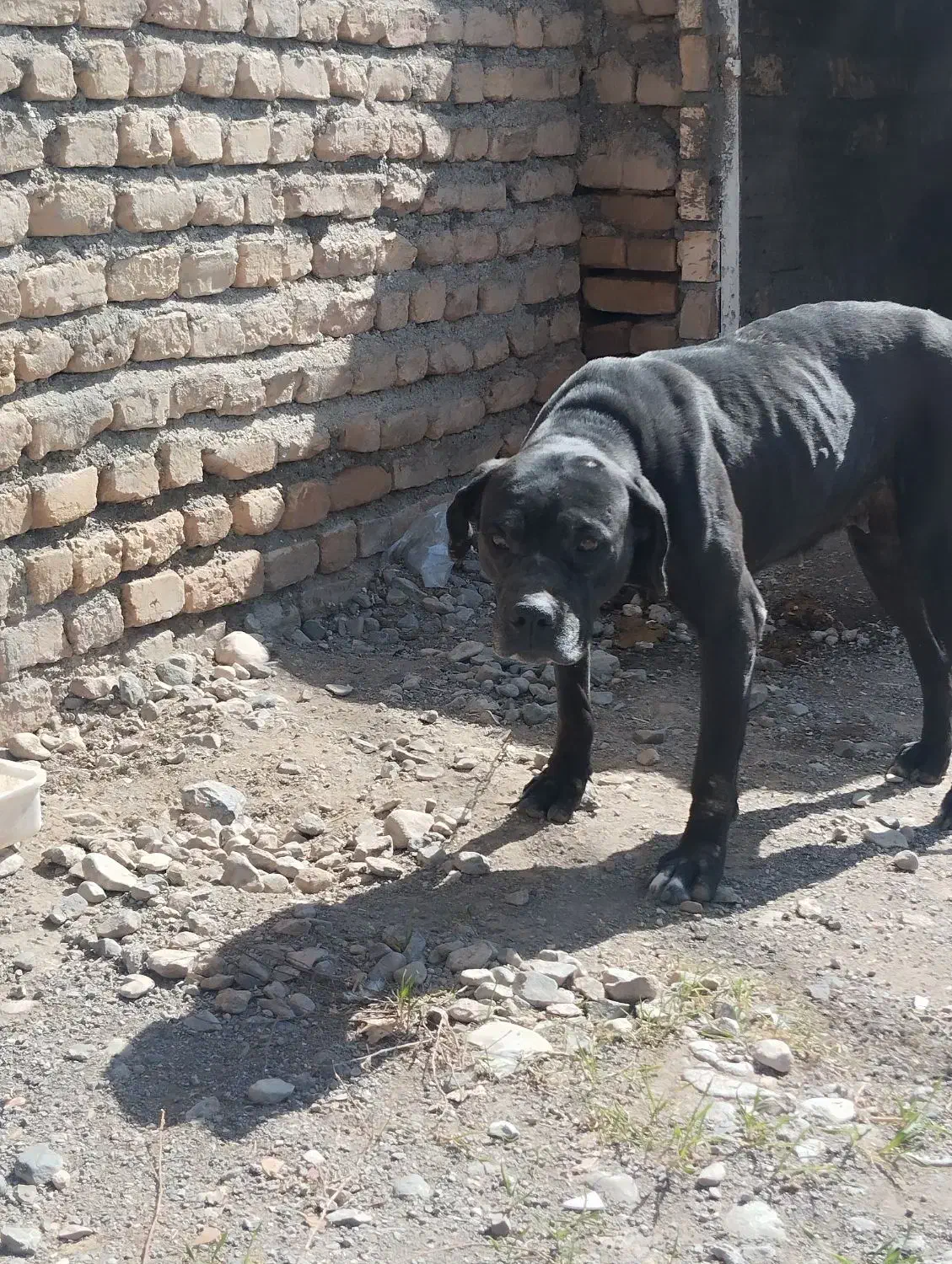 سگ پیتبول|سگ|مشهد, کوشش|دیوار