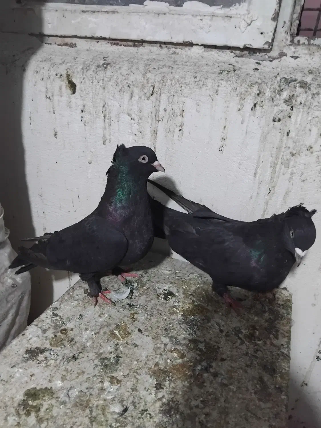 کبوتراصفهانی|پرنده|برخوار, |دیوار