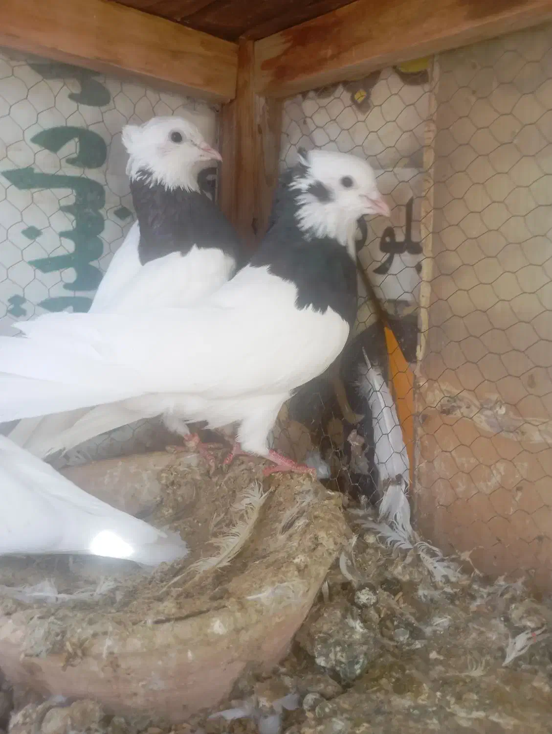 کبوتر طوقی پرشی|پرنده|تهران, قصر فیروزه ۲|دیوار