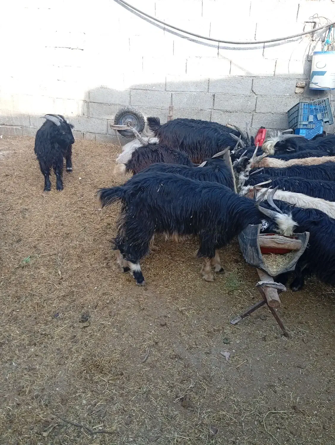 فروش 14رس بزغاله نر|حیوانات مزرعه|محلات, |دیوار