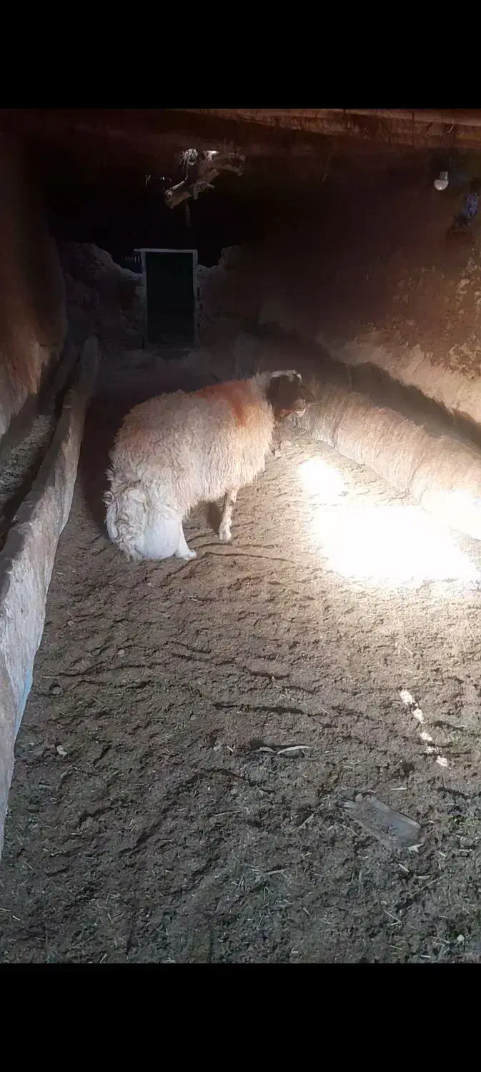 قوچ سنجابی|حیوانات مزرعه|خواف, |دیوار