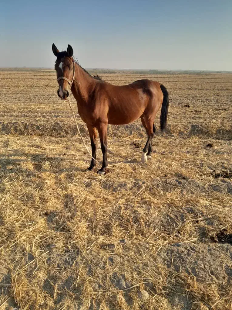 اسب|اسب و تجهیزات اسبسواری|اهواز, امانیه|دیوار