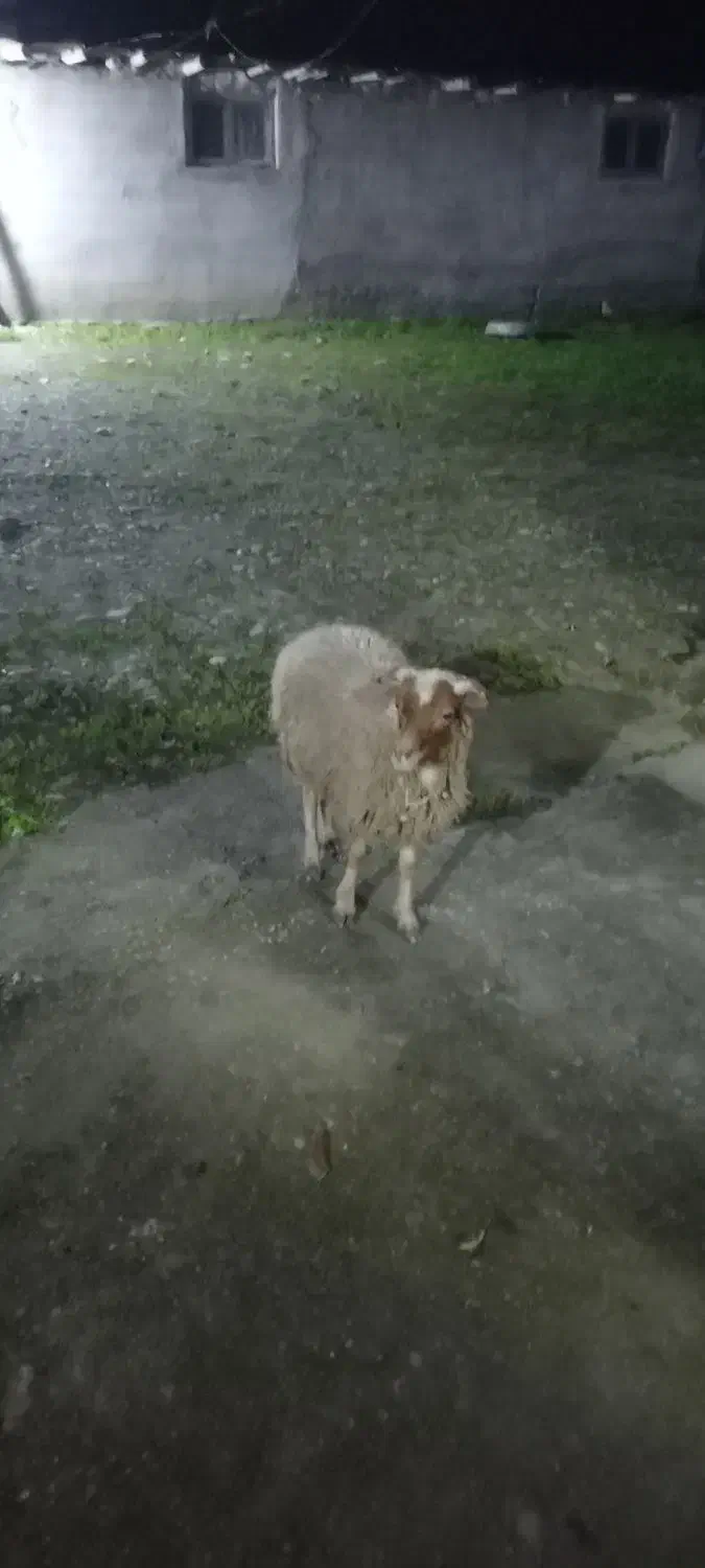 گوسفند نریکساله|حیوانات مزرعه|رشت, بازار|دیوار