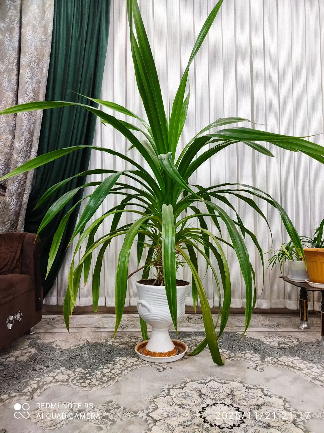 گل پاندانوس سالم و زیبا|گل و گیاه طبیعی|نیشابور, ده حلاج|دیوار