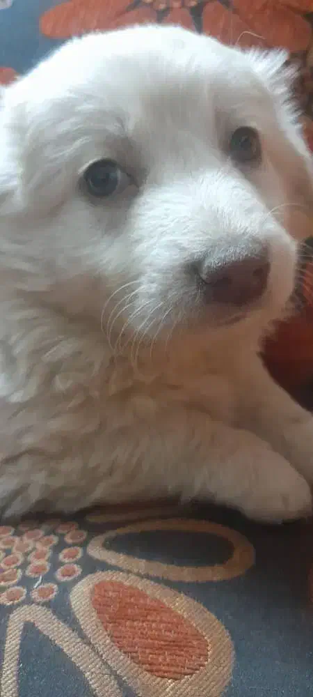 توله پشمالو|سگ|مشهد, رده|دیوار