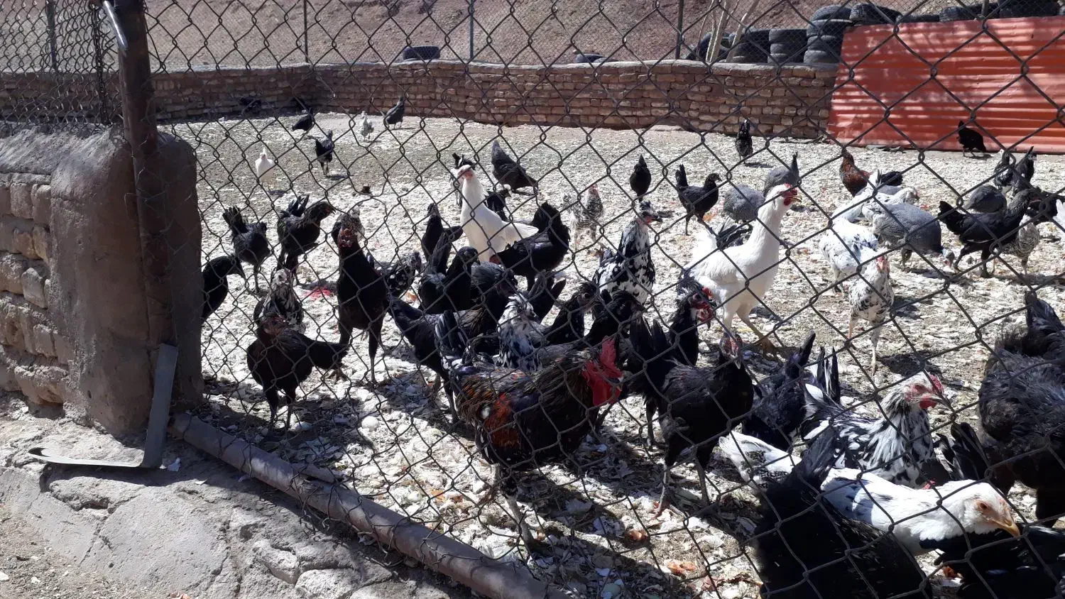 اسب  الاغ مرغ خروس گلین|حیوانات مزرعه|قم, قلعه صدری|دیوار