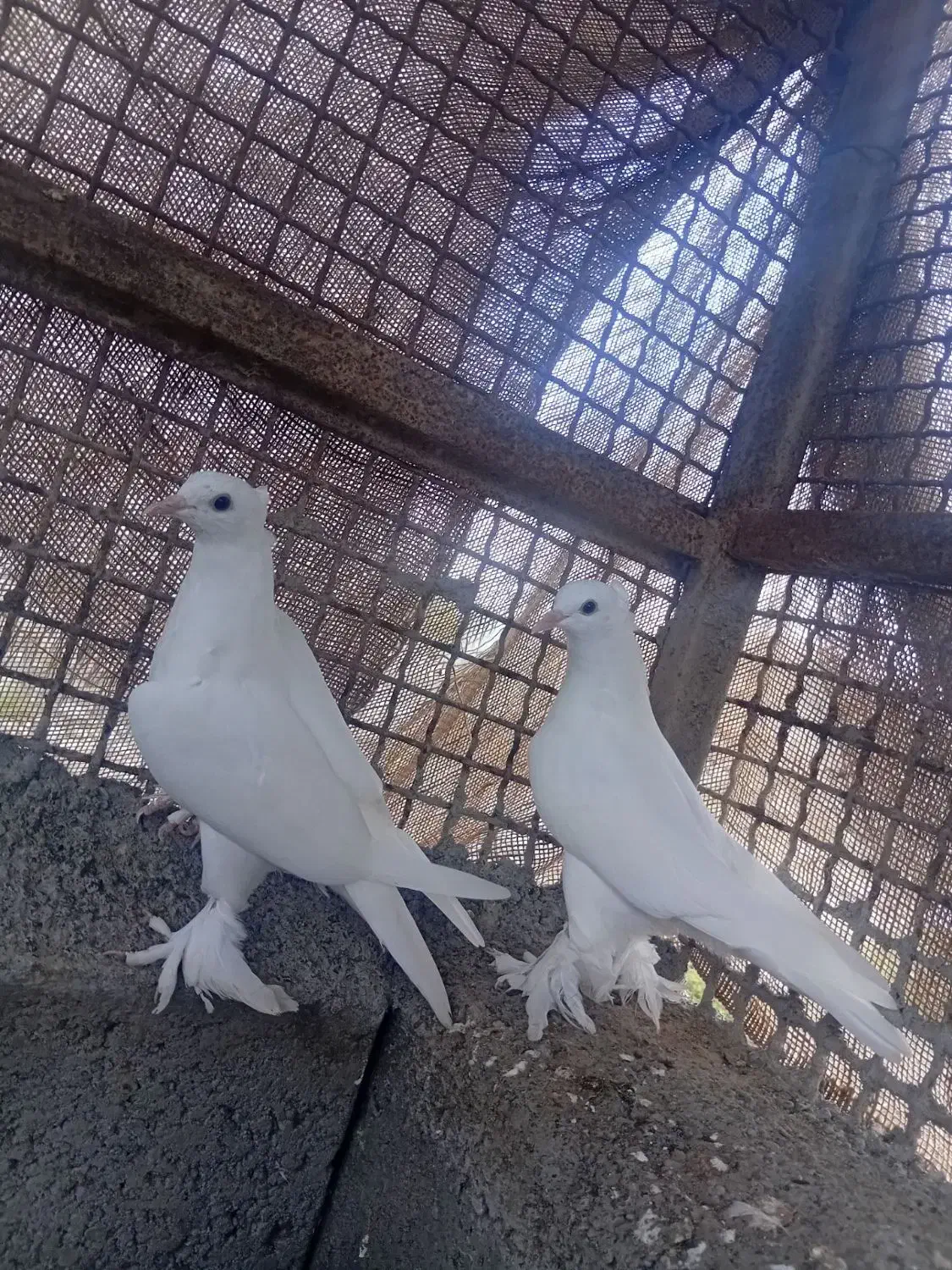 کفتر گره کوک|پرنده|میناب, |دیوار