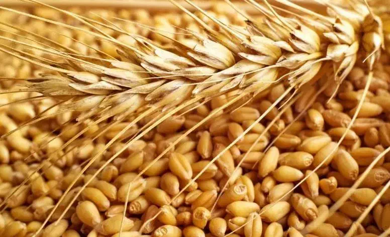 بذر گندم کلکتور ، پر محصول ، تناژ دریافتی ۶تا ۹ تن|خدمات باغبانی و درختکاری|مینودشت, |دیوار