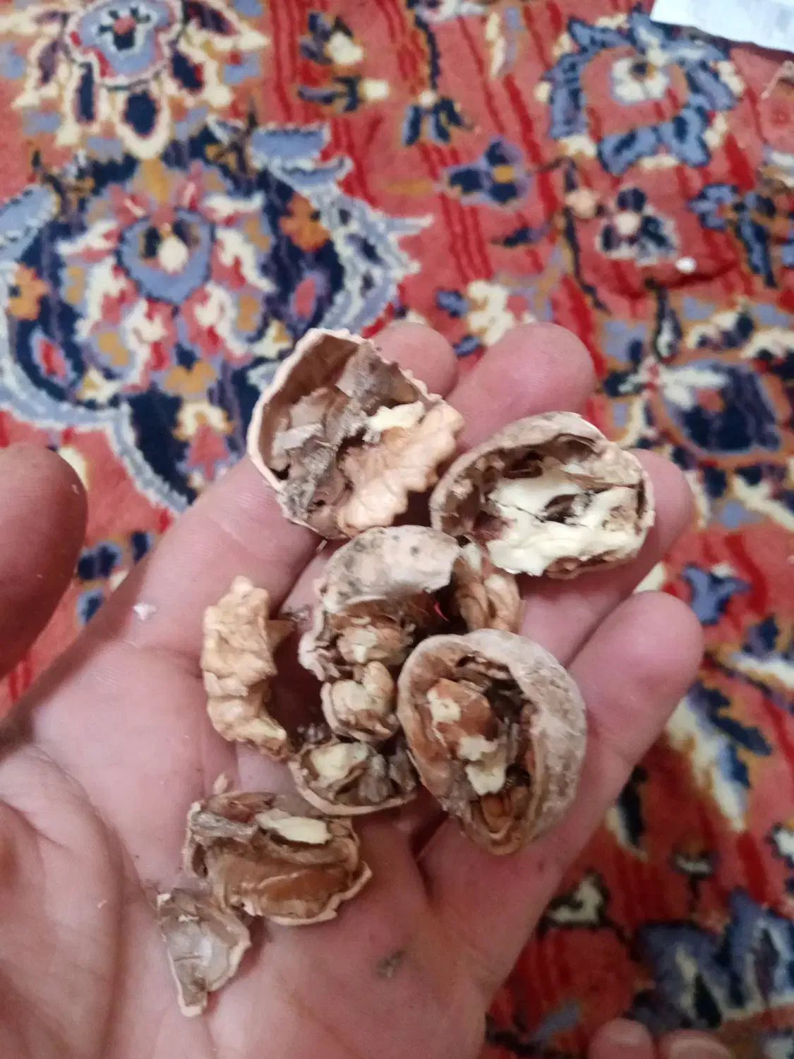 فروش گردو کیلو و هزاری|خوردنی و آشامیدنی|سروآباد, |دیوار