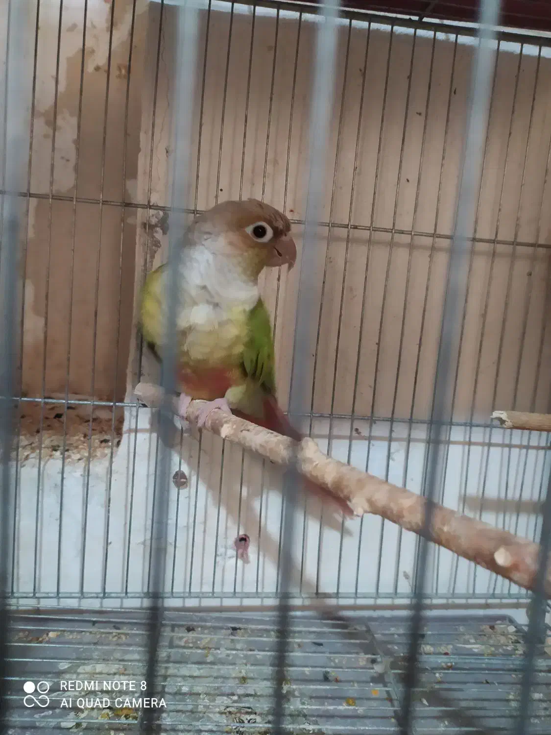 گرینچیک ماده جوجه بده|حیوانات|تاکستان, |دیوار