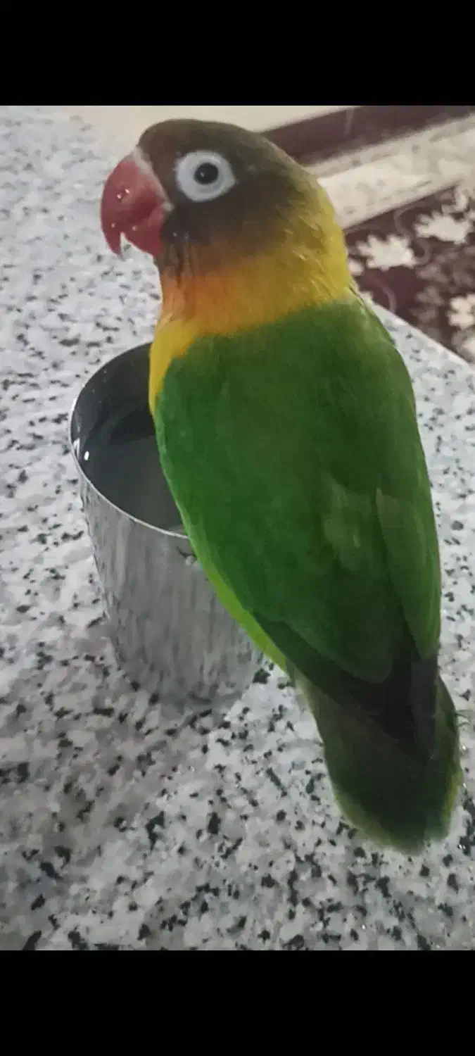 گمشده|حیوانات|نورآباد, |دیوار