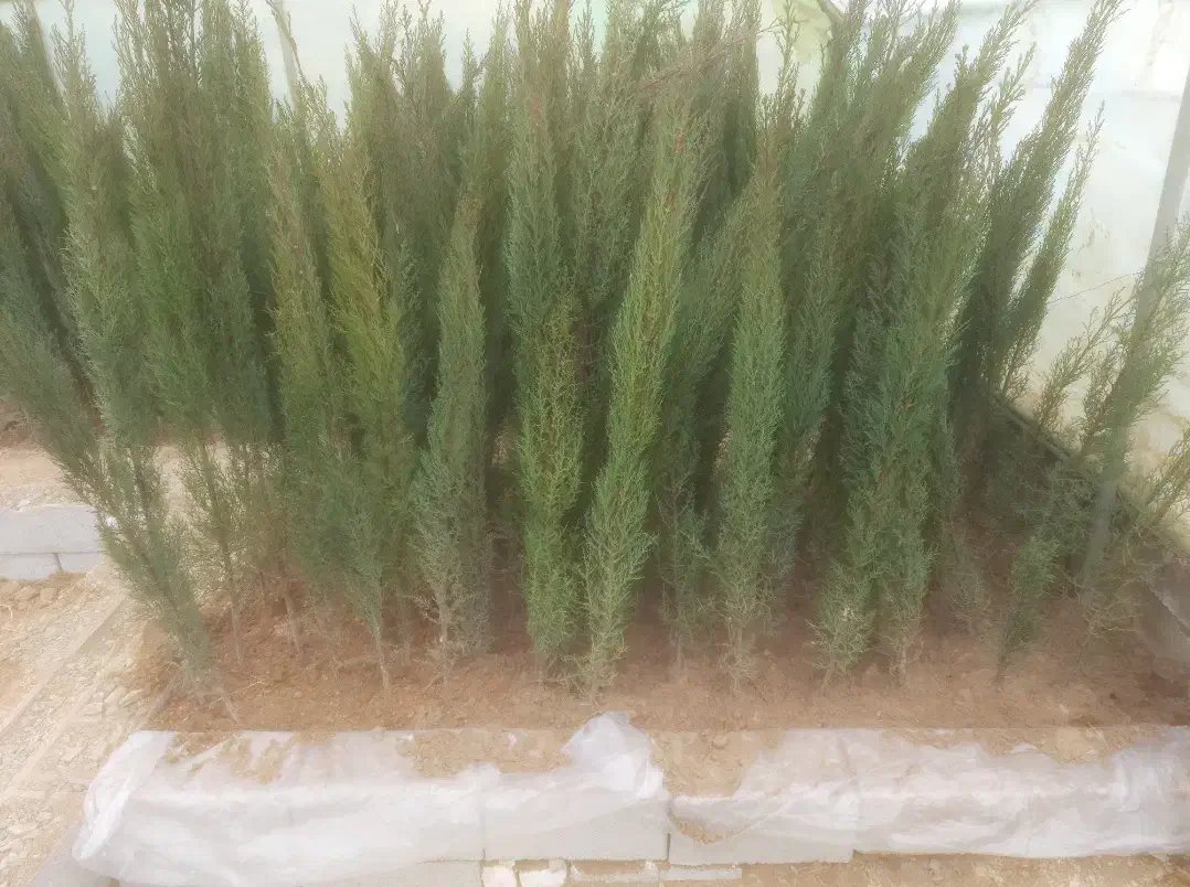 سرو ناز شیرازی اصل|گل و گیاه طبیعی|کاشان, ولیعصر|دیوار
