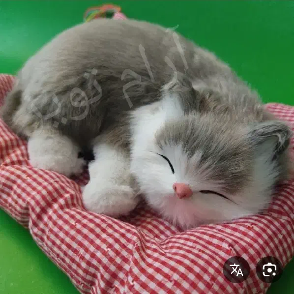 یک عدد گربه زیبا بالغ|گربه|قم, نوبهار|دیوار