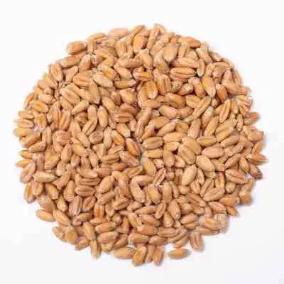 انواع بذر گندم و جو|خدمات باغبانی و درختکاری|آق قلا, |دیوار