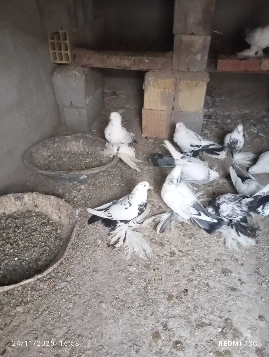 کبوتر|پرنده|آذرشهر, |دیوار