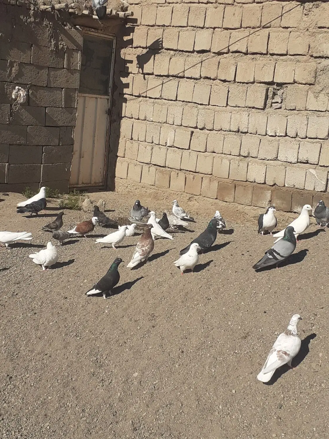 کفتر|پرنده|سراب, |دیوار
