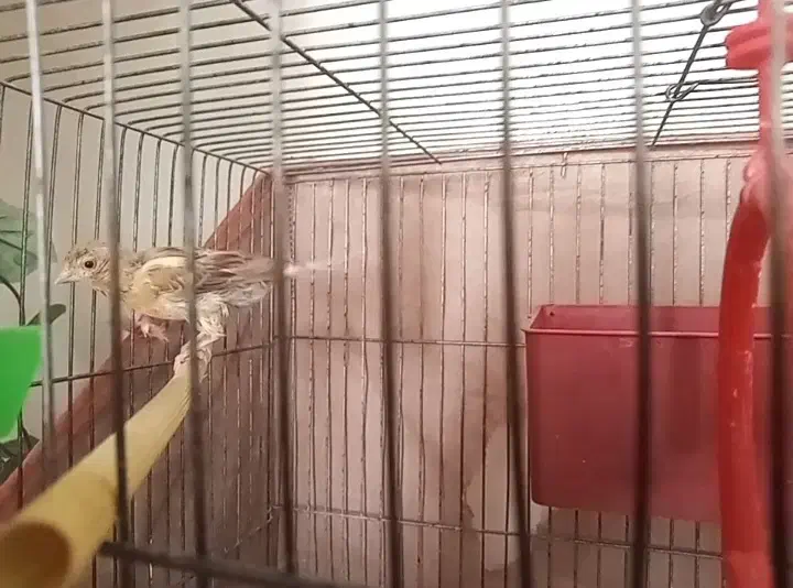 قناری نر|پرنده|هشتگرد, شهرک صبا سوله|دیوار