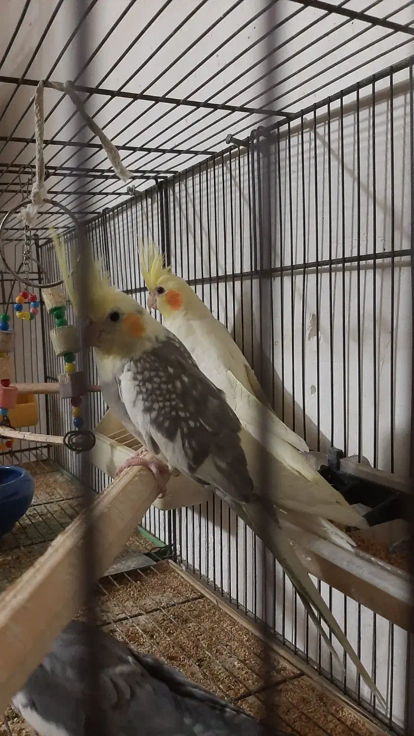 جوجه ها دو وسه و ۶ و۸ماه  نره وماده سخنگو زیبا|پرنده|تهران, شهرک رضویه|دیوار