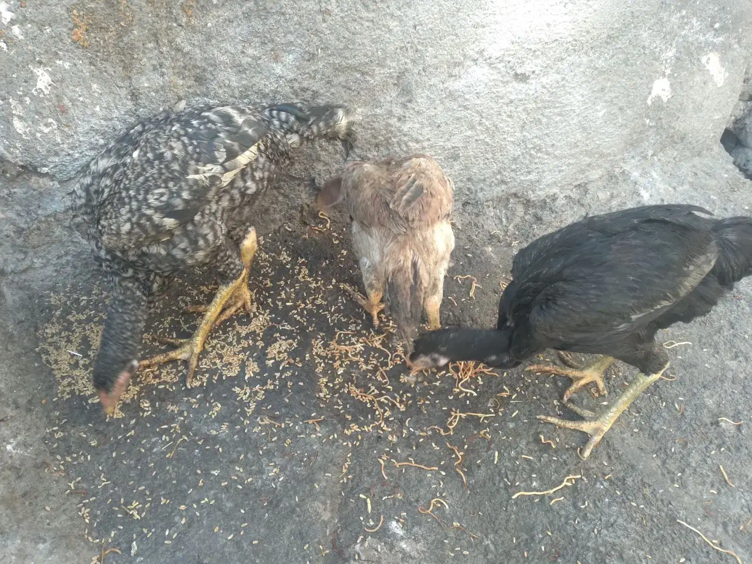 جوجه لاری اصیل|حیوانات مزرعه|مشهد, همت آباد|دیوار