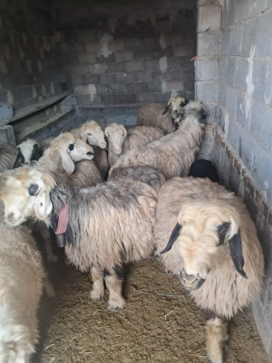 میش داشتی|حیوانات مزرعه|خانمیرزا, |دیوار