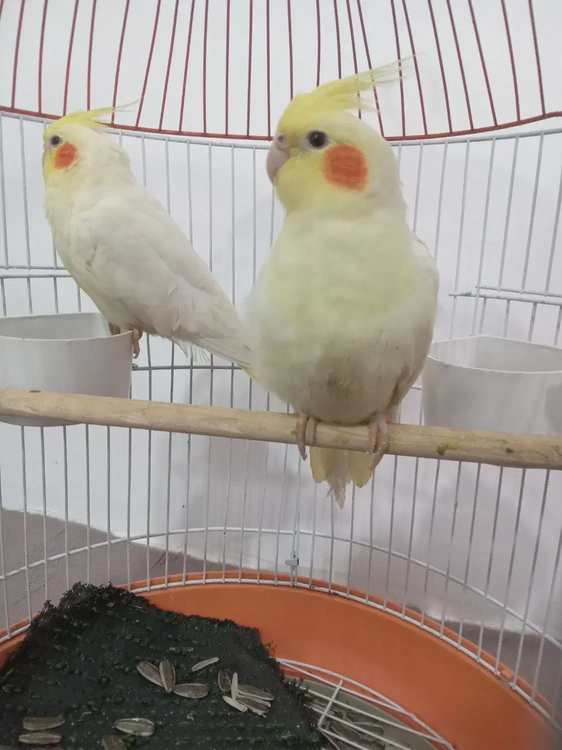 عروس هلندی معاوضه با طوطی برزیلی|پرنده|حاجیلار, |دیوار