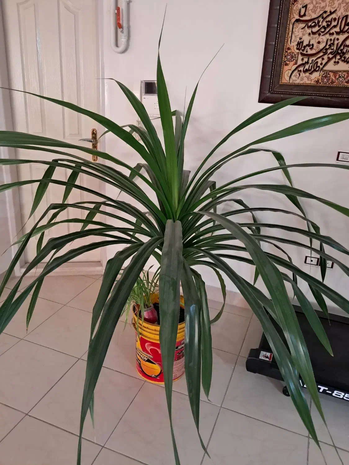 گل بزرگ|گل و گیاه طبیعی|ملایر, |دیوار