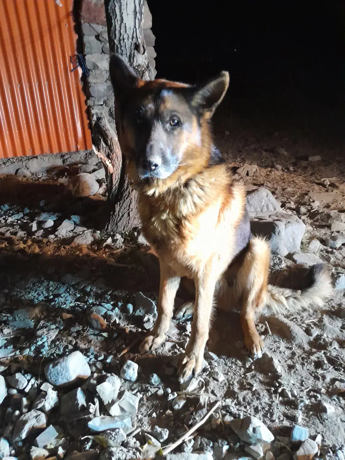 ژرمن|سگ|آمل, |دیوار