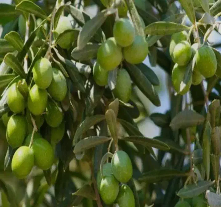 نهال زیتون کنسروالیا و روغن گیری|خدمات باغبانی و درختکاری|مهریز, |دیوار