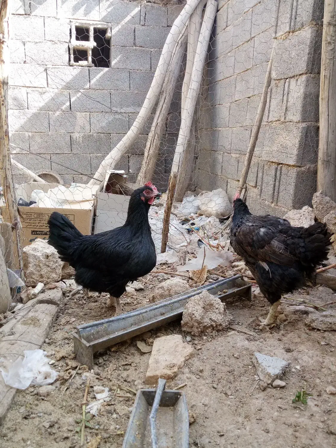 فروش مرغ سیاه برای قربانی و جوجه محلی|حیوانات مزرعه|خرم بید, |دیوار