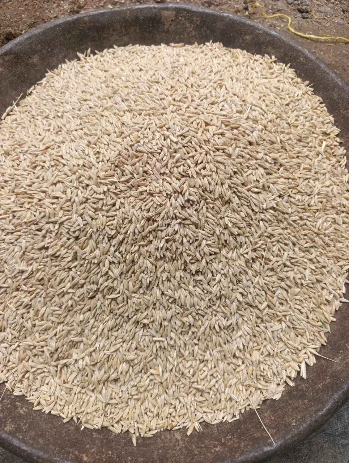 جو،،سویا|لوازم جانبی حیوانات|سریش آباد, |دیوار